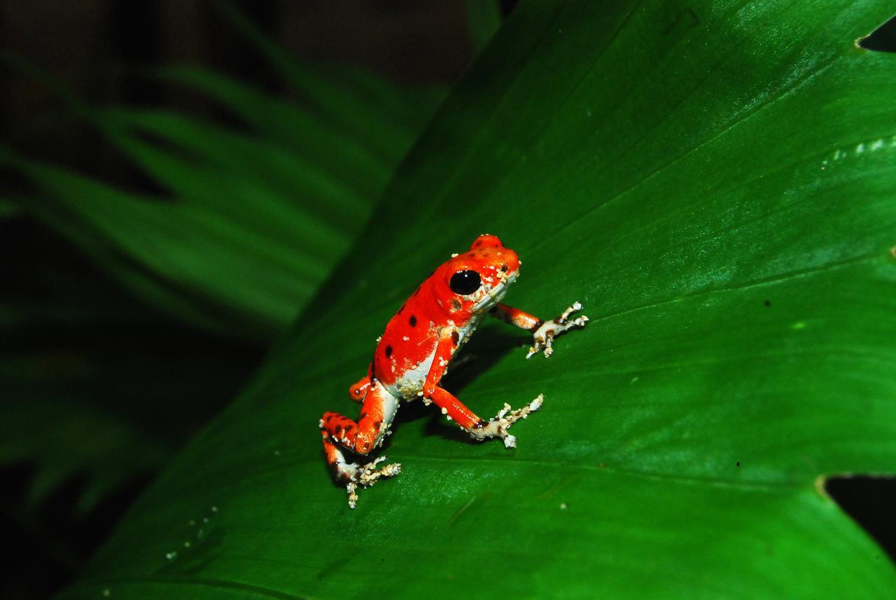 Red Frog Bungalows Surf Resort Bastimentos Luaran gambar